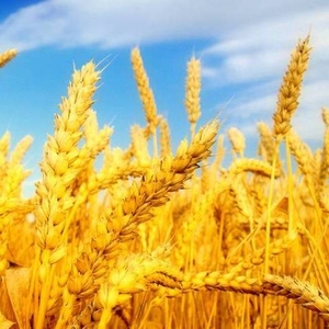 Закуповуємо пшеницю,  ріпак,  кукурудзу,  ячмінь