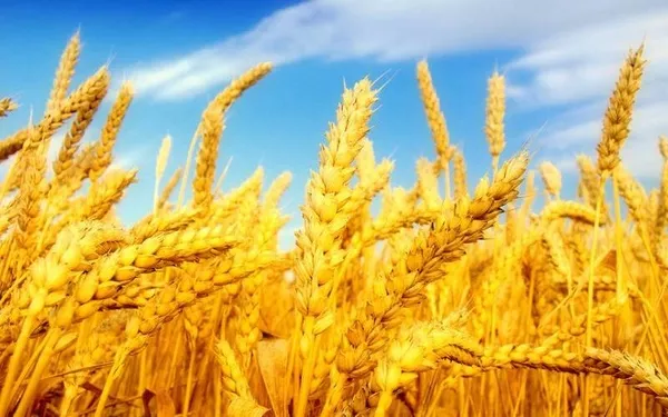 Закуповуємо пшеницю,  ріпак,  кукурудзу,  ячмінь