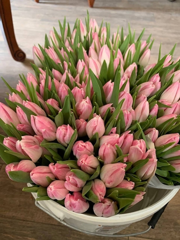 Тюльпани опт,  8 березня,  квіти 4