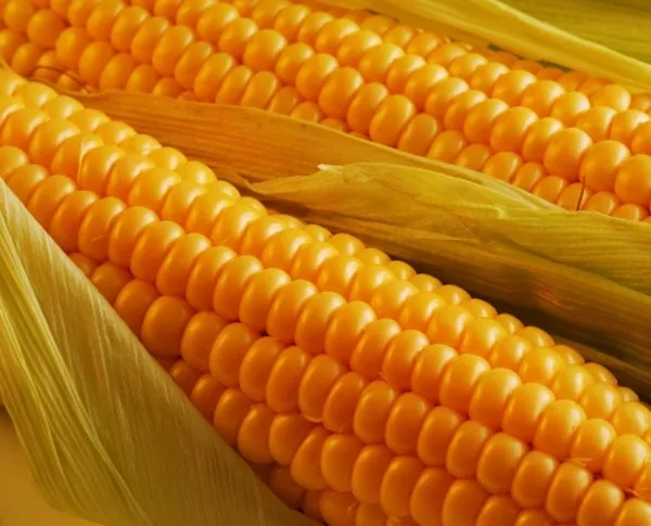 Продам семена кукурузы торговой марки Best corn